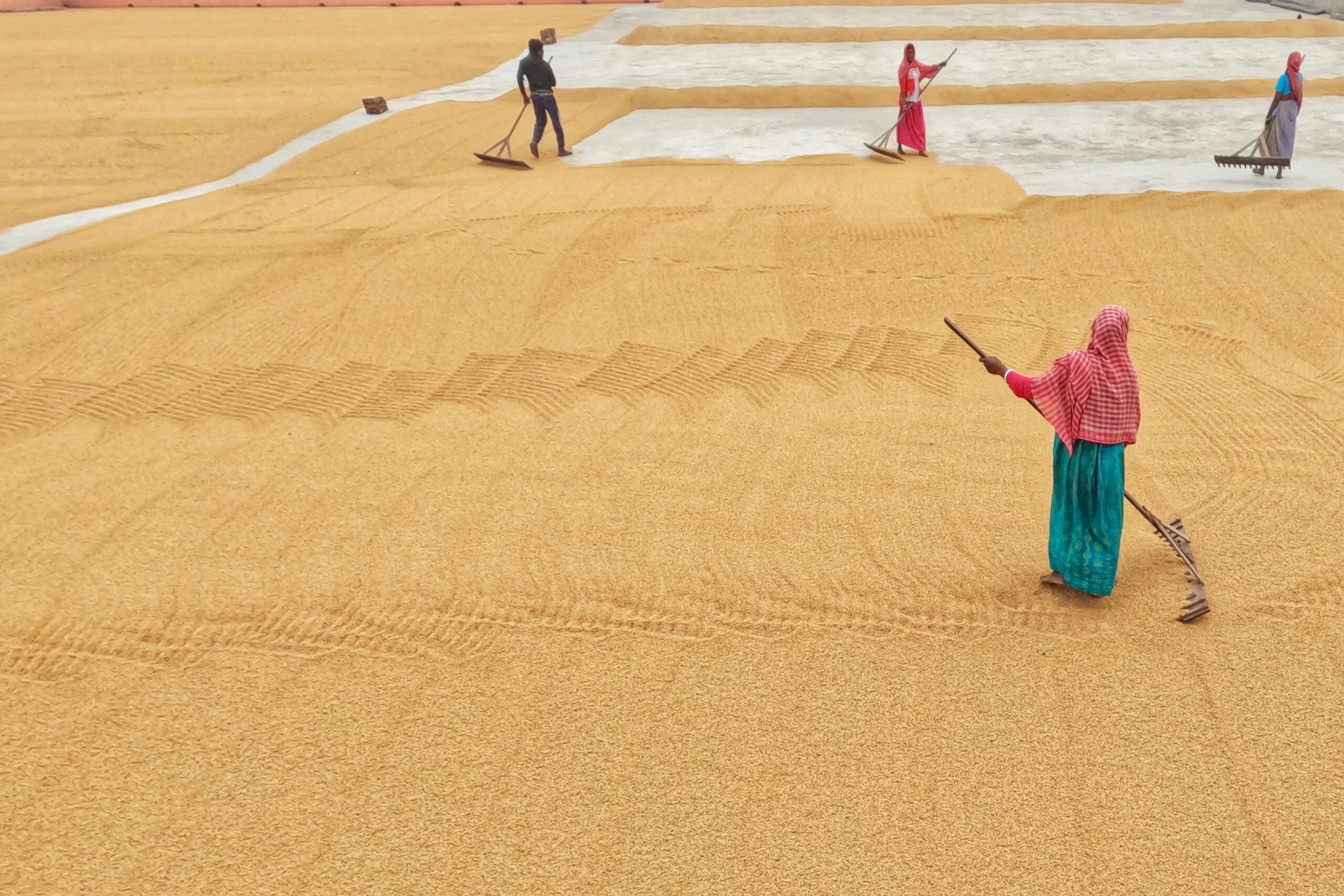 Women and a man raking golden harvested grain spread across a large drying yard