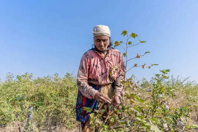 Woman in a pink printed shirt and headcloth standing among cotton plants under a blue sky