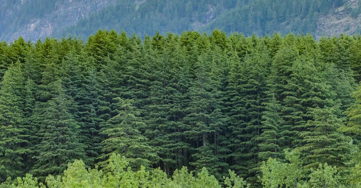 Dense green fir trees covering a mountain slope