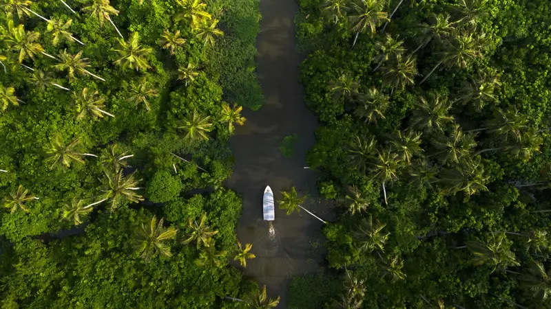 Aerial view of a small white boat on a narrow brown waterway between dense green palm trees