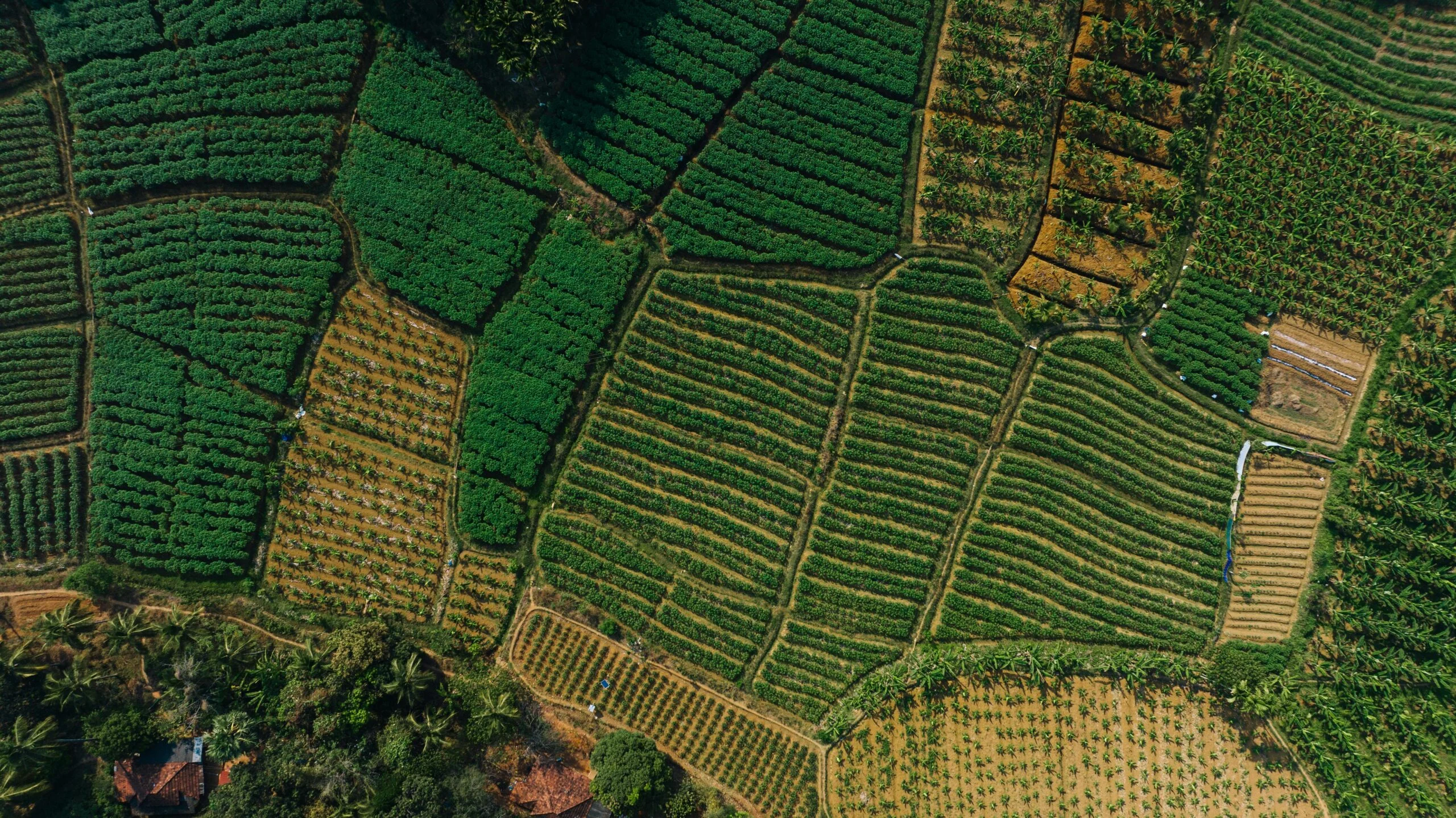 Aerial view of green patterned farm fields with a few houses and palm trees in the corner