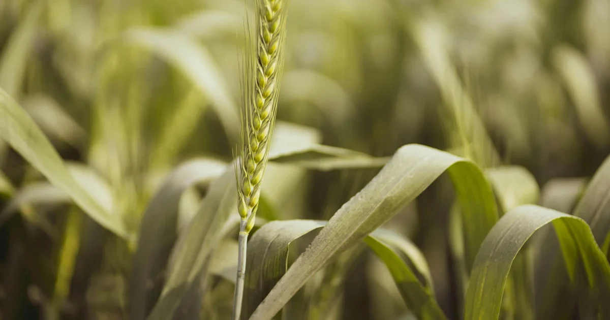 Close-up of a green wheat ear among blurred wheat leaves in a field