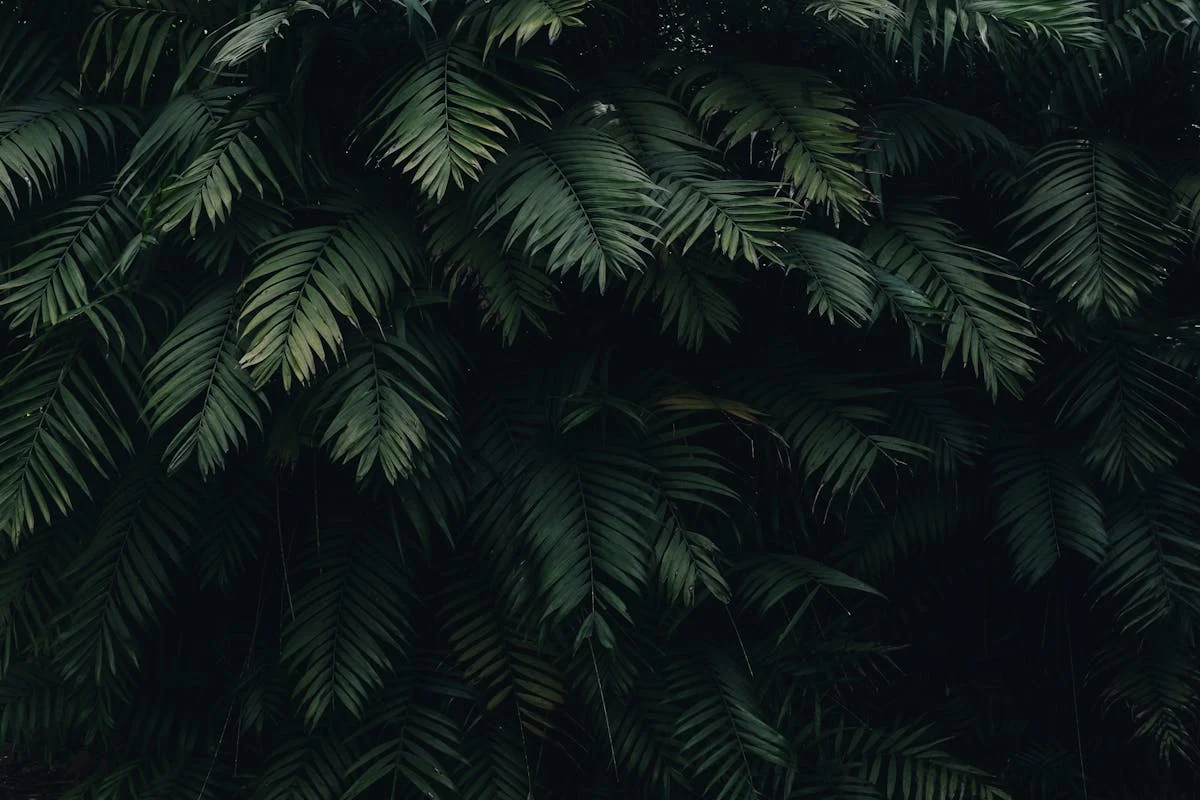 Dark green palm fronds hanging densely against a shadowed background
