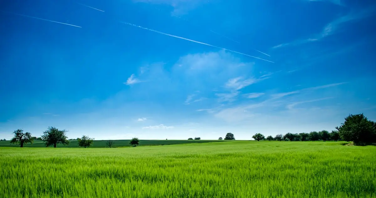 Green crop field stretching to a line of trees under a bright blue sky with thin cloud streaks