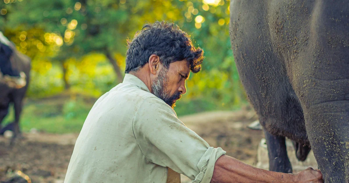 Bearded man in a pale shirt milking an animal outdoors with trees blurred behind him