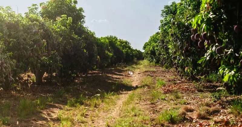 Rows of mango trees heavy with fruit on either side of a dirt path in an orchard