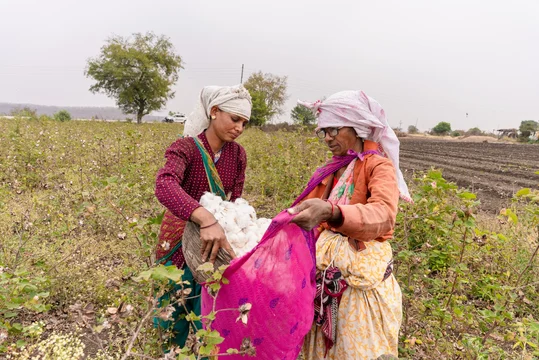 Two women in headscarves pouring harvested cotton from a basket into a pink cloth in a field
