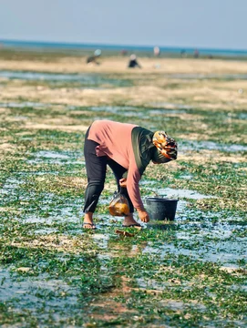 Woman in a headscarf bending to pick up seaweed on a shallow tidal flat, with a bucket beside her