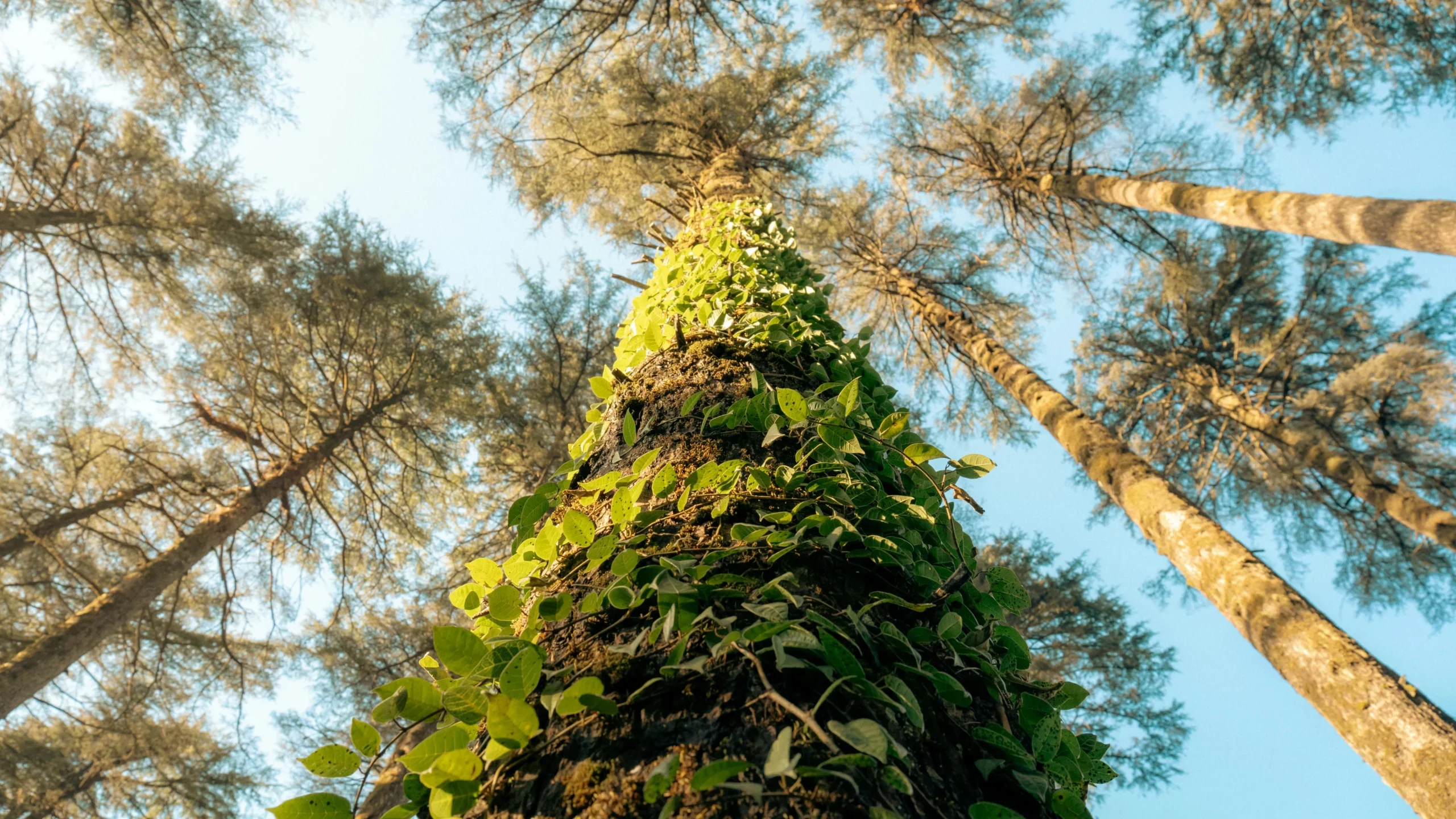Looking up a tall conifer trunk covered in green creeper leaves toward a blue sky