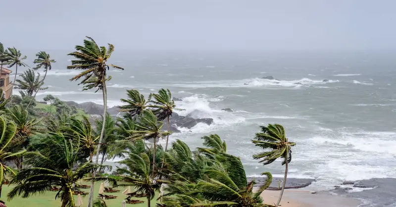 Palm trees bending in strong wind beside rough grey sea waves breaking on a rocky coast
