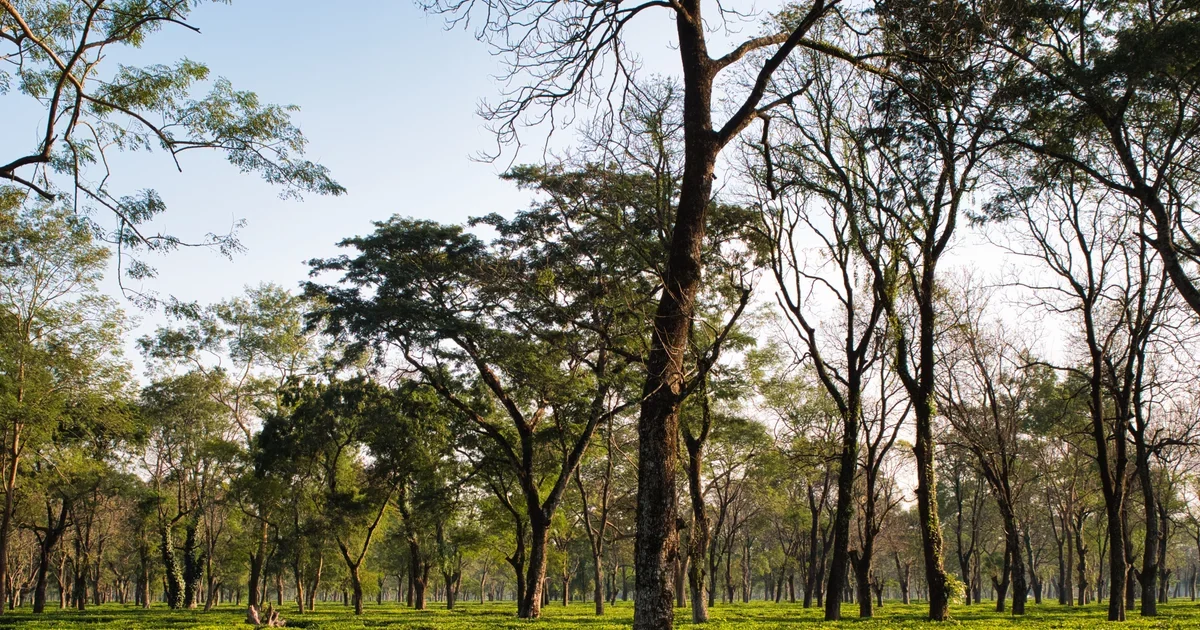 Tall trees on a sunlit tea estate with grass underfoot and a clear sky
