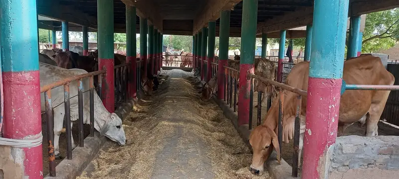 Cows feeding in a village dairy shed in Punjab