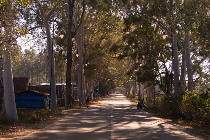 Sunlit tree-lined road through Netarhat in Jharkhand