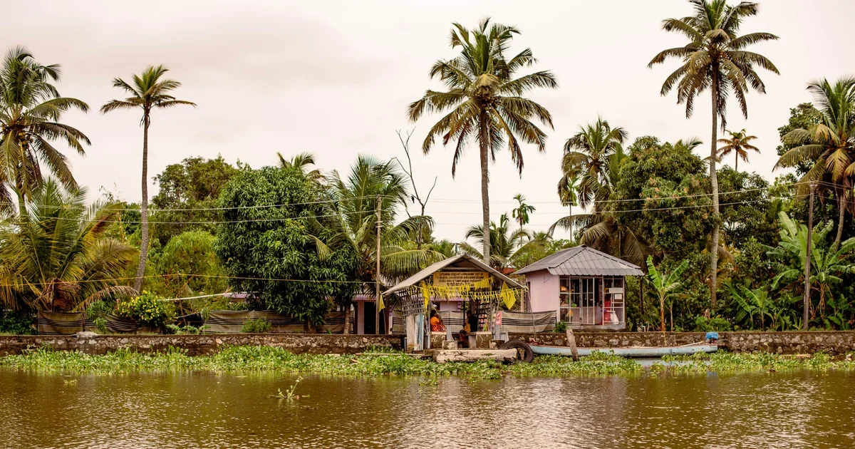 Traditional houses along Kerala's backwaters surrounded by palm trees