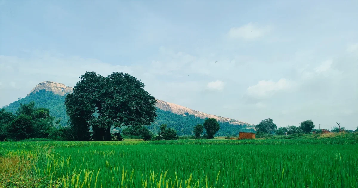 Green paddy field below a hill in Bundu, Jharkhand
