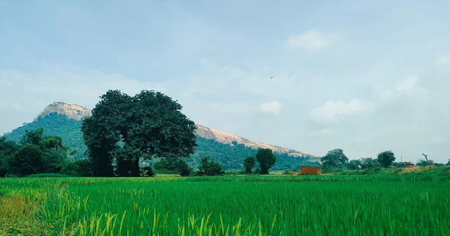 Green paddy field below a hill in Bundu, Jharkhand