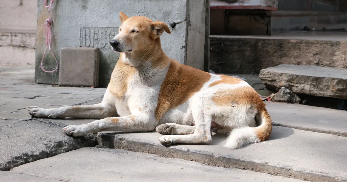 A stray dog resting in the sun on a street in Bengaluru, India
