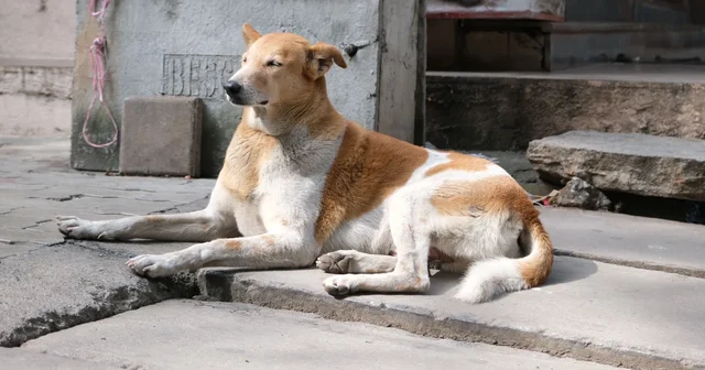 A stray dog resting in the sun on a street in Bengaluru, India