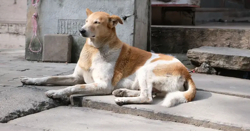 A stray dog resting in the sun on a street in Bengaluru, India