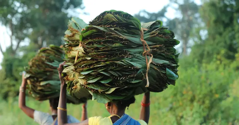 Two women carry large bundles of sal leaves through a rural landscape, a forest produce that Forest Rights Act titles help communities manage