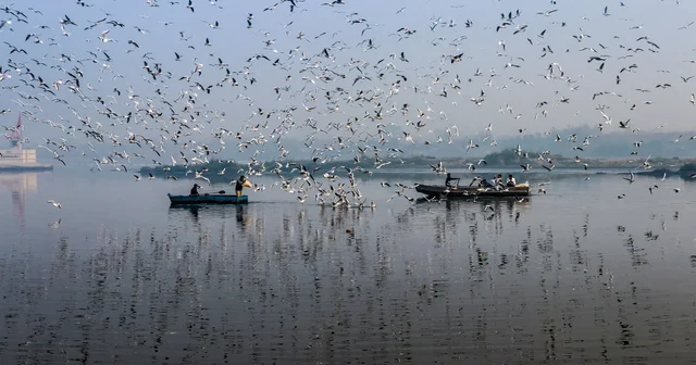 Birds fly over boats on the Yamuna River on a misty morning in New Delhi