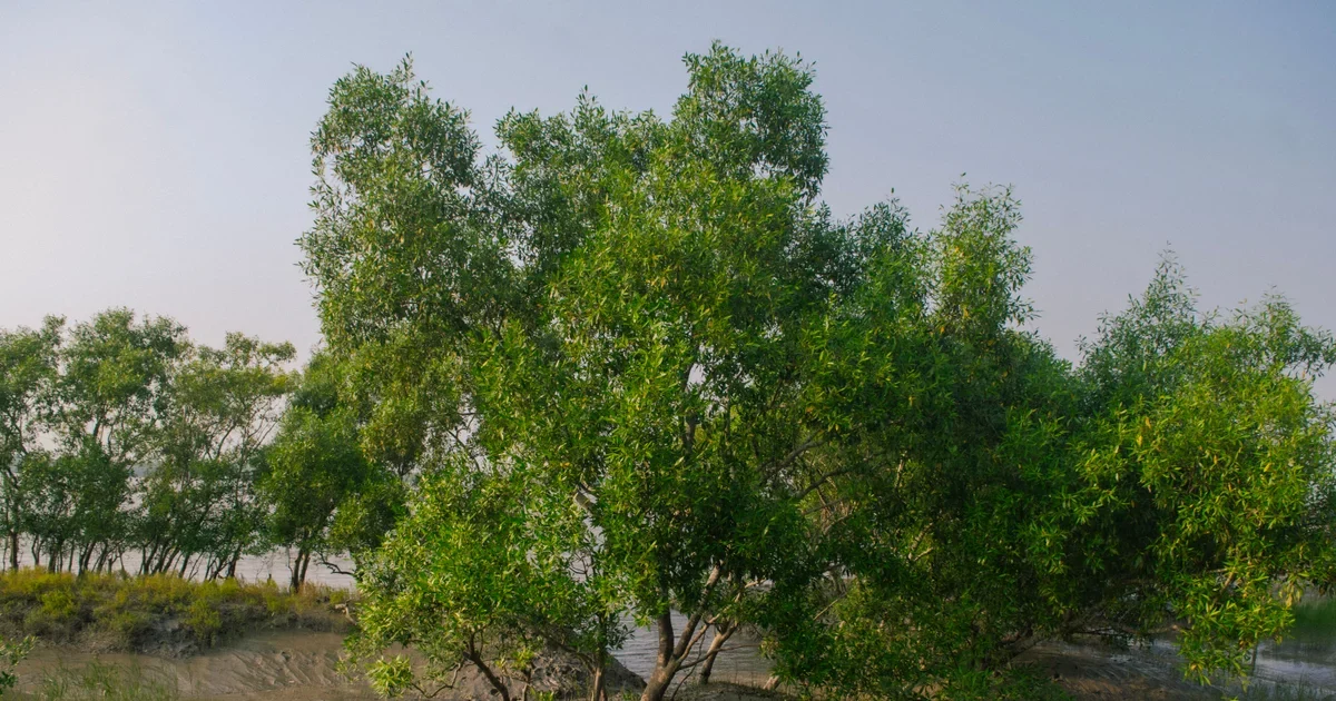 Green mangrove trees growing along calm water in the Sundarbans delta