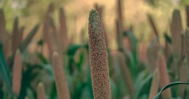 Pearl millet plant with its seed head in a green field